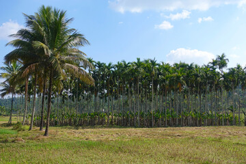 Palm and breadfruit trees growing in rural Wayanad, India