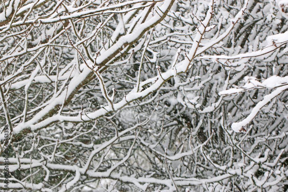 Wall mural snow on a tree in winter