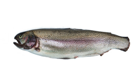 Rainbow trout carcass with trimmed fins. Isolated on a white background. - obrazy, fototapety, plakaty