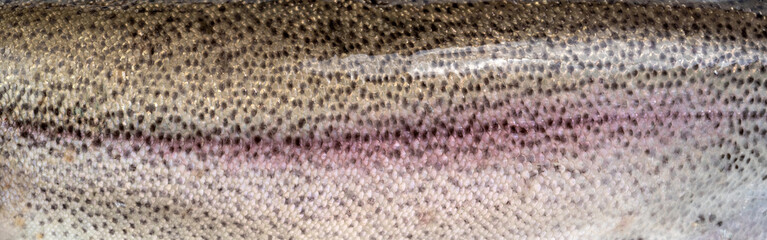 Panoramic background with rainbow trout body texture. Natural animal texture. - obrazy, fototapety, plakaty