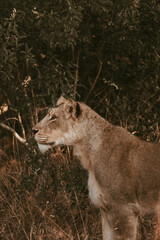 Hunting lioness
