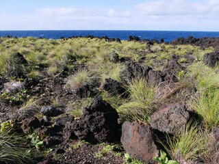 Plante endémique des Açores, Festuca petraea sur la plage basaltique sur l'océan atlantique au...