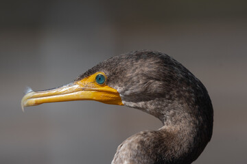 Great cormorant close-up.

