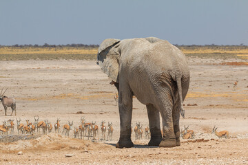 Elephant zebras and antelopes in natural habitat in Etosha National Park in Namibia.