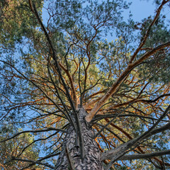 Crown of autumn pine tree view from below