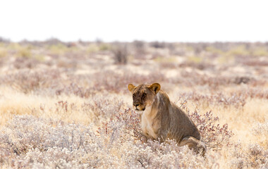 View of a female lion