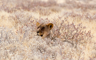 View of a female lion