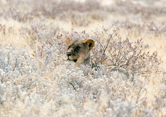 View of a female lion