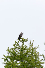 View of a spotted nutcracker on a tree