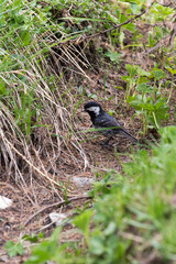 View of coal tit in the ground