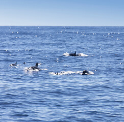 View of dolphin at La Reunion