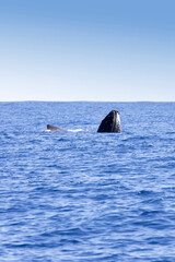 Fototapeta premium View of a whale in La Reunion