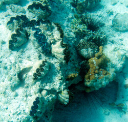 View of tridacna clams