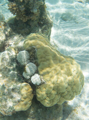 View of coral in the sea