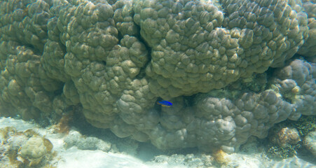 View of coral in the sea