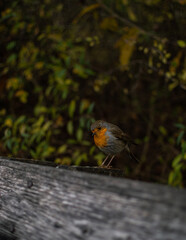 Pájaro en naturaleza