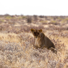 View of a female lion