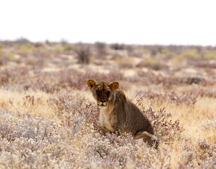 View of a female lion
