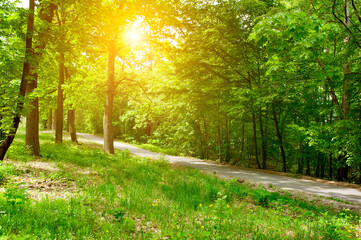 Sunlight in the green forest, spring.