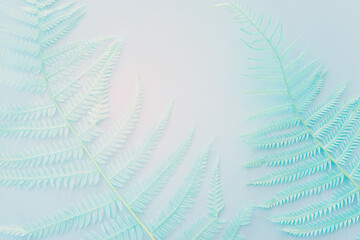 Top view image of pastel dry fiddlehead ferns over blue background .Flat lay