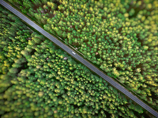 A bird's-eye view of a car on the road in a dense forest
