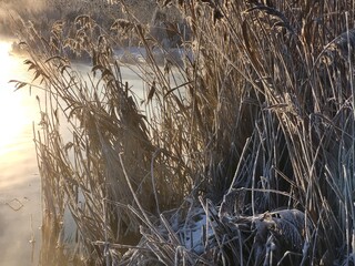 Fototapeta premium reeds in the water