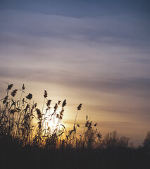 Obraz premium Evening landscape in winter at sunset and reeds with pampas grass in the control light of the sunset, warm sunset with plants
