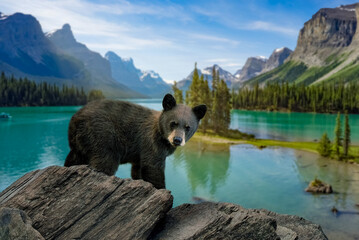 Cute Black Bear Cub at Moraine Lake, Canada © Joey
