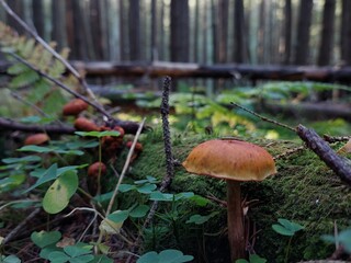 mushrooms in the forest