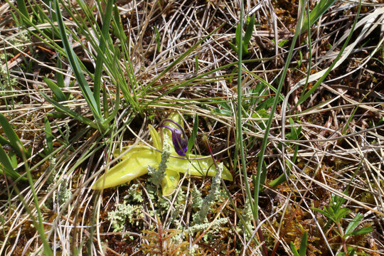 Pinguicula vulgaris - Butterworts - Highlands - Scotland