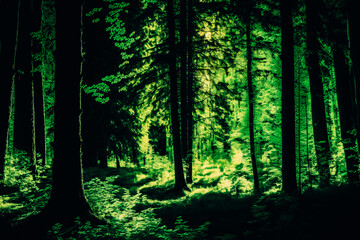 Fototapeta premium A forest is captured with backlight shining through the trees. The trees are in different shades of green