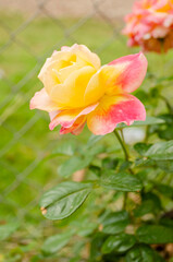 Side View Of An Open Sweet Rose