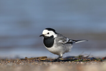 fed by the water White Wagtail 