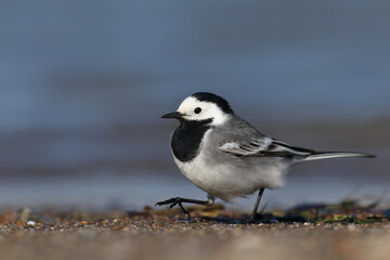 fed by the water White Wagtail 