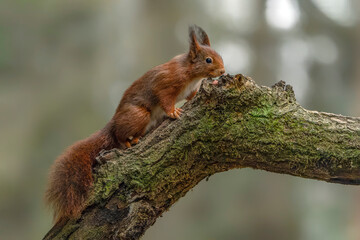 Naklejka na ściany i meble Curious Eurasian red squirrel (Sciurus vulgaris) on a branch in the forest of Limburg in the Netherlands. Green bokeh background. 