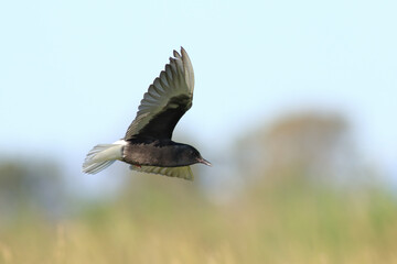 flying in the air White-winged Tern