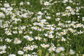 field of daisies, Edmonton, Alberta