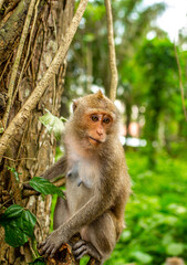 Monkeys in nature in the jungle of Thailand. A flock of monkeys in the trees. Wildlife scene with wild animals.