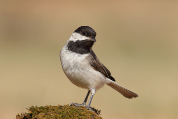 standing on moss Sombre Tit