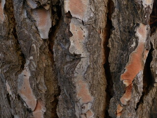 Close-up of pine tree bark