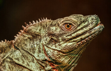 Philippine sailfin  lizard gets a close up profile while basking under a heat lamp
