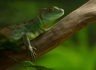 green basilisk female is percehed on a tree limb for a close up