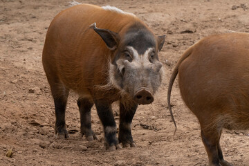 red river hog in captivity gets a close up on a sunny day © J.A.