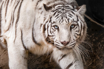 white tiger with blue eyes is looking at the camera for a closeup while walking