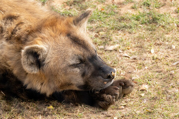 Naklejka premium spotted hyena in captivity is laying down and resting