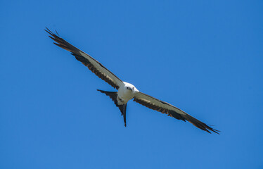 Fototapeta na wymiar Swallow tailed kite - Elanoides forficatus - in flight with mouth open at camera with blue sky background in North Florida