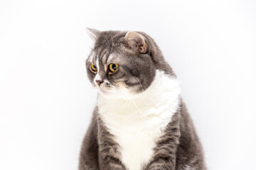 Portrait of a cat of the British breed on a white background. Pets concept.