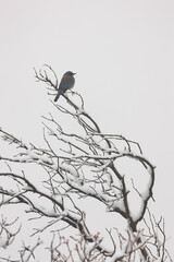 A western bluebird perches at the top of a winter bare oak tree whose branches are covered with snow on a cold, foggy winter day in the Southern Utah mountains. 