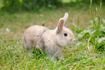Cute decorative fluffy rabbit. Bunny on green grass background. Easter bunny. Home decorative rabbit outdoors. Cute little bunny. Symbol of Easter and chinese new year.Celebration concept