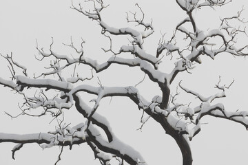 The dark winter bare branches of an oak tree covered with a layer of fresh white snow create a strong network of lines against a solid grey sky.